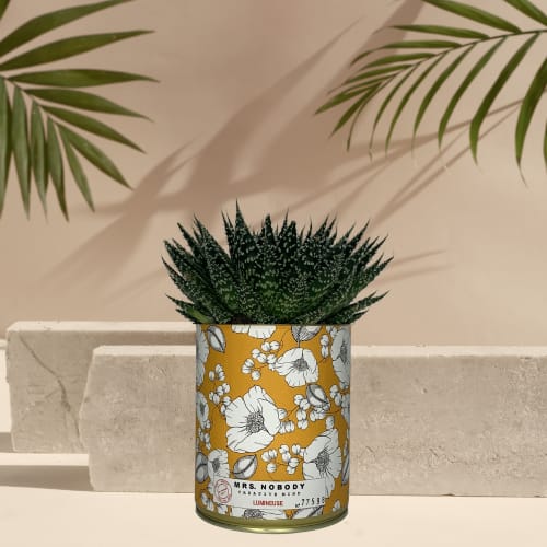 Jardin Plantes d'intérieur et fleurs d'intérieur | Cactus ou Succulente - XS61070