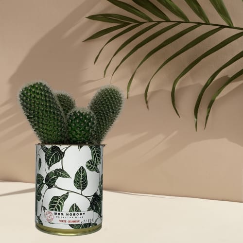 Jardin Plantes d'intérieur et fleurs d'intérieur | Cactus ou Succulente - KT50029