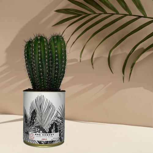 Jardin Plantes d'intérieur et fleurs d'intérieur | Cactus ou Succulente - VJ82627