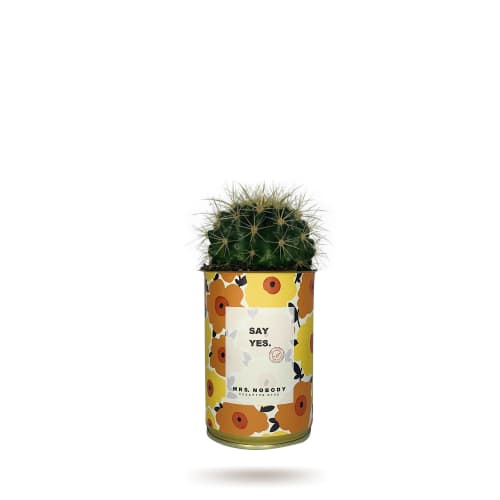 Jardin Plantes d'intérieur et fleurs d'intérieur | Cactus ou Succulente - ZB92805
