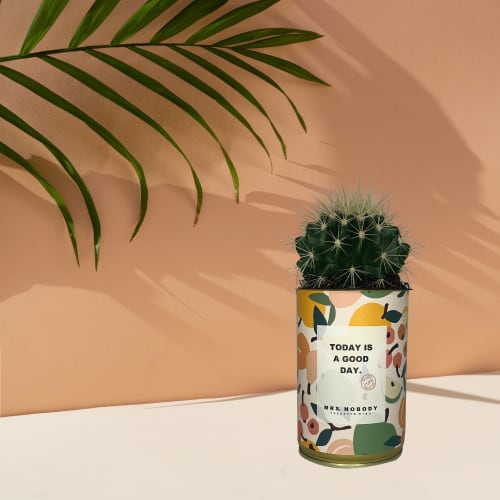 Jardin Plantes d'intérieur et fleurs d'intérieur | Cactus ou Succulente - VW65611