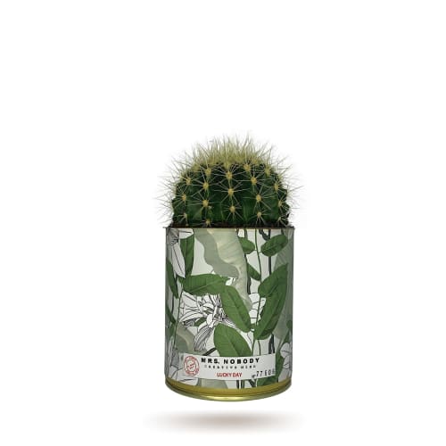 Jardin Plantes d'intérieur et fleurs d'intérieur | Cactus ou Succulente - CX72206