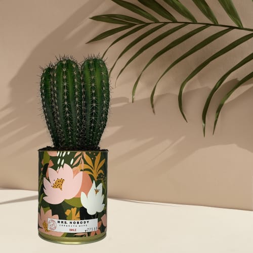Jardin Plantes d'intérieur et fleurs d'intérieur | Cactus ou Succulente - CZ87985