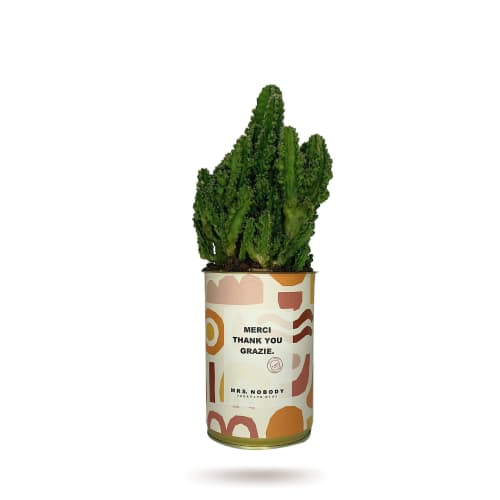 Jardin Plantes d'intérieur et fleurs d'intérieur | Cactus ou Succulente - JW35634