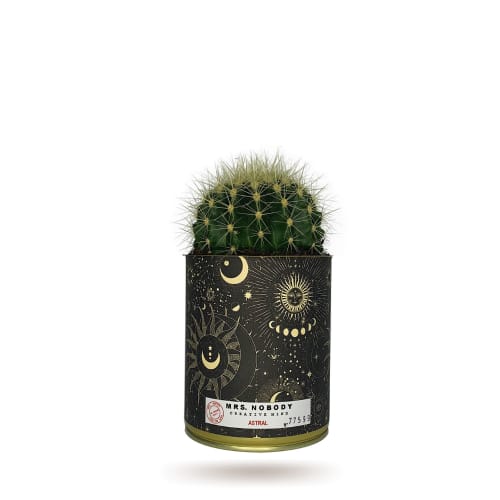 Jardin Plantes d'intérieur et fleurs d'intérieur | Cactus ou Succulente - KR29357