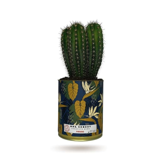 Jardin Plantes d'intérieur et fleurs d'intérieur | Cactus ou Succulente - TK48130