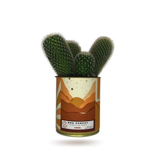 Jardin Plantes d'intérieur et fleurs d'intérieur | Cactus ou Succulente - HJ48045