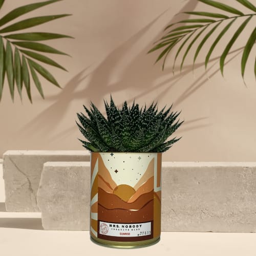 Jardin Plantes d'intérieur et fleurs d'intérieur | Cactus ou Succulente - TX66460