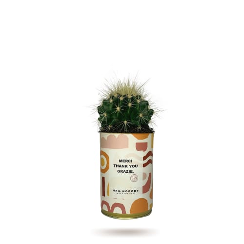 Jardin Plantes d'intérieur et fleurs d'intérieur | Cactus ou Succulente - OH99385