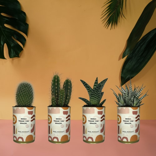 Jardin Plantes d'intérieur et fleurs d'intérieur | Cactus ou Succulente - OH99385
