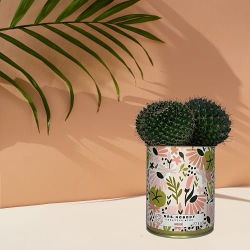 Jardin Plantes d'intérieur et fleurs d'intérieur | Cactus ou Succulente - CF13274