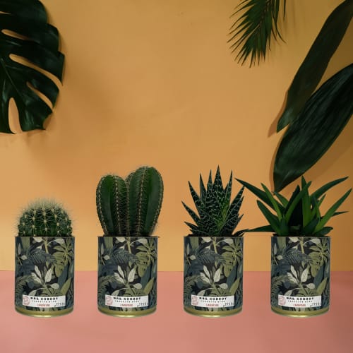 Jardin Plantes d'intérieur et fleurs d'intérieur | Cactus ou Succulente - HL60981