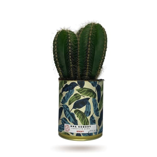 Jardin Plantes d'intérieur et fleurs d'intérieur | Cactus ou Succulente - LS39435
