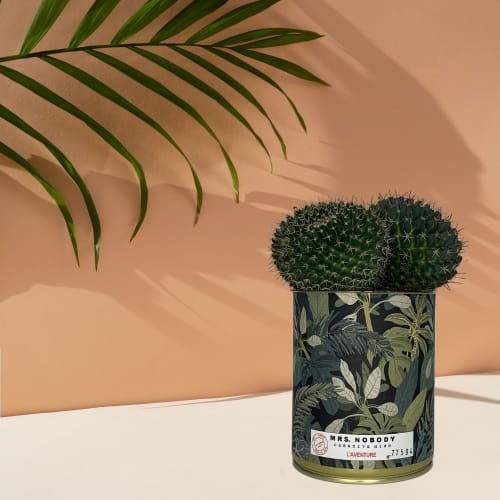 Jardin Plantes d'intérieur et fleurs d'intérieur | Cactus ou Succulente - GP53488