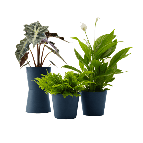 Jardin Plantes d'intérieur et fleurs d'intérieur | Plante - OO81155