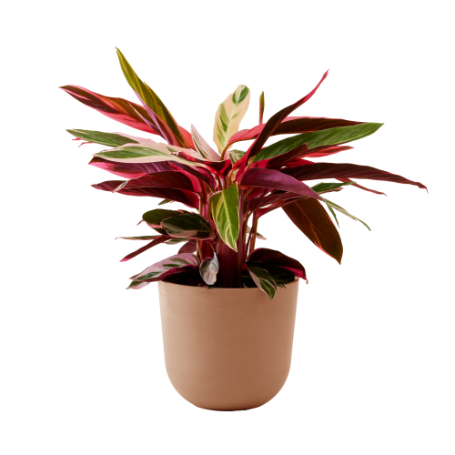 Planta de interior - Calathea triostar 85cm en maceta terra | Maisons du  Monde