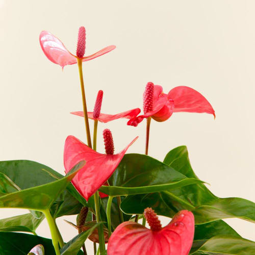 Planta de interior - Anthurium roso | Maisons du Monde