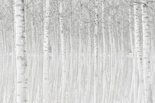 Déco Toiles et tableaux | Tableau nature perspective trees toile imprimée 120x80cm - CG39364