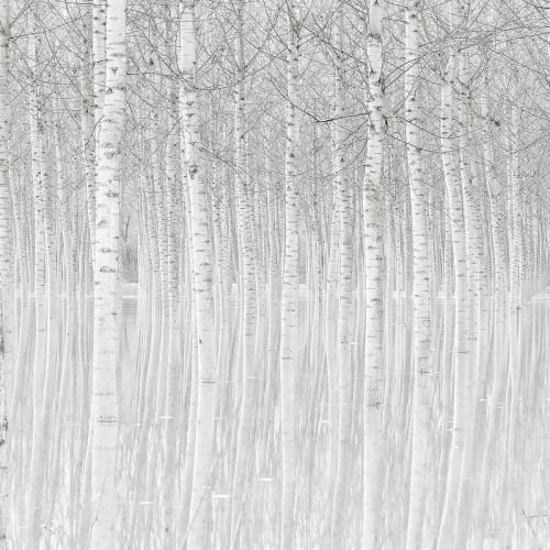 Déco Toiles et tableaux | Tableau nature perspective trees toile imprimée 120x80cm - CG39364