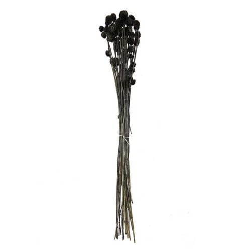 Déco Fleurs séchées | Cardères japonais séchés noir 70cm - YW53064