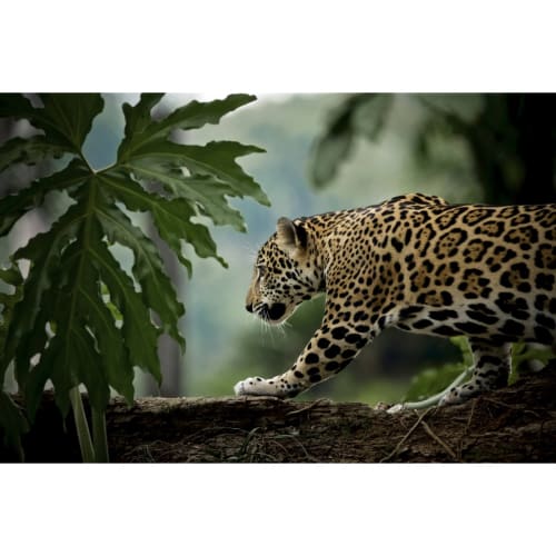 Déco Toiles et tableaux | Tableau sur verre jaguar en chasse 30x45cm - GL57348