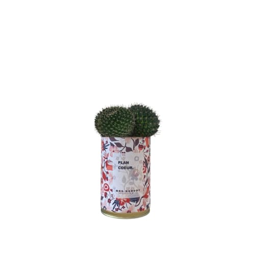 Jardin Plantes d'intérieur et fleurs d'intérieur | Cactus ou Succulente - MR96673