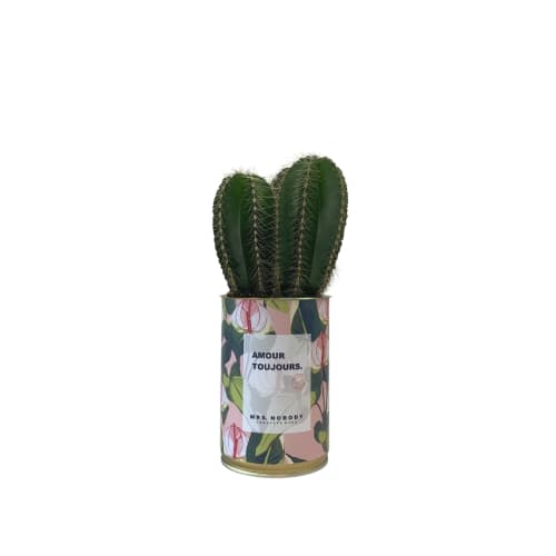 Jardin Plantes d'intérieur et fleurs d'intérieur | Cactus ou Succulente - SV94778