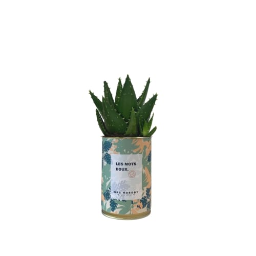 Jardin Plantes d'intérieur et fleurs d'intérieur | Cactus ou Succulente - XF26542