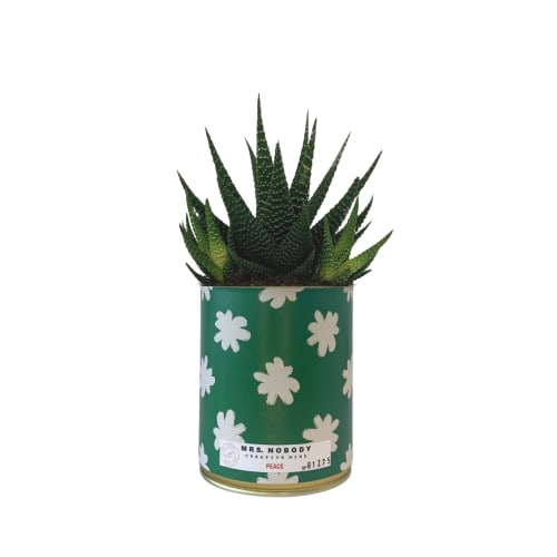Jardin Plantes d'intérieur et fleurs d'intérieur | Cactus ou Succulente - KS29533
