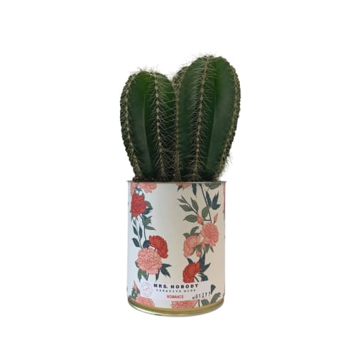 Jardin Plantes d'intérieur et fleurs d'intérieur | Cactus ou Succulente - BT14187