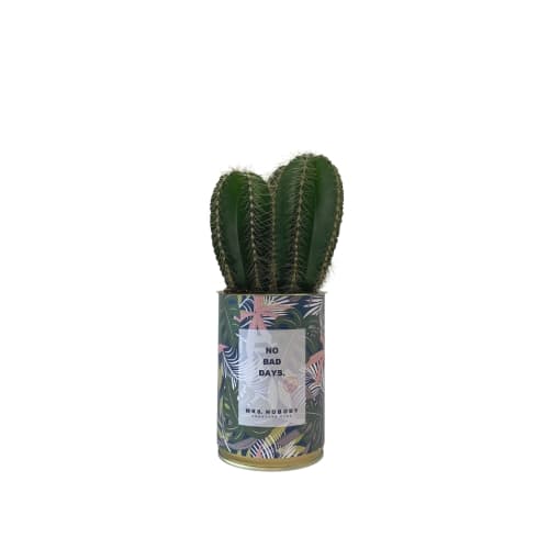 Jardin Plantes d'intérieur et fleurs d'intérieur | Cactus ou Succulente - IM59159