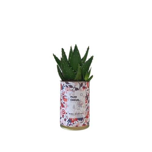 Jardin Plantes d'intérieur et fleurs d'intérieur | Cactus ou Succulente - XD84825