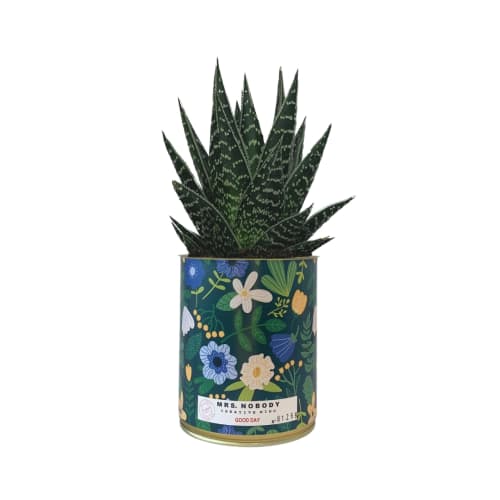 Jardin Plantes d'intérieur et fleurs d'intérieur | Cactus ou Succulente  - XL44600
