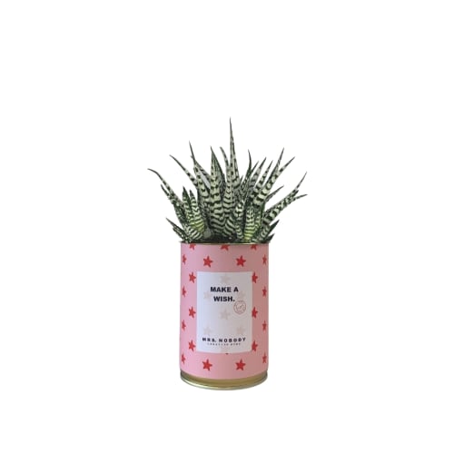 Jardin Plantes d'intérieur et fleurs d'intérieur | Cactus ou Succulente - MJ95282