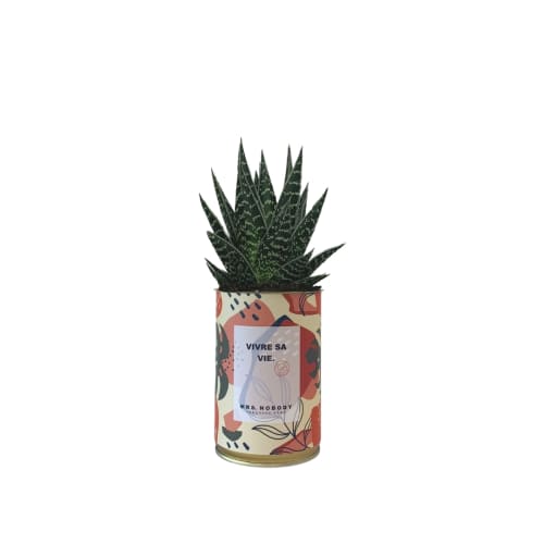 Jardin Plantes d'intérieur et fleurs d'intérieur | Cactus ou Succulente - OK22249