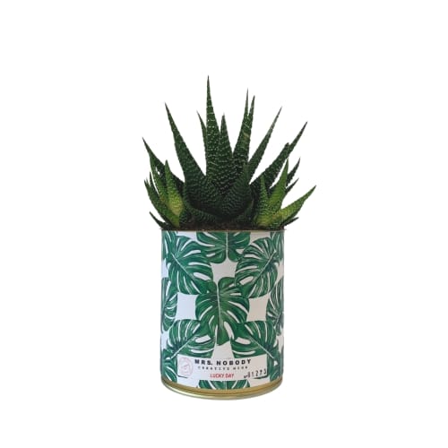 Jardin Plantes d'intérieur et fleurs d'intérieur | Cactus ou Succulente - UY92951