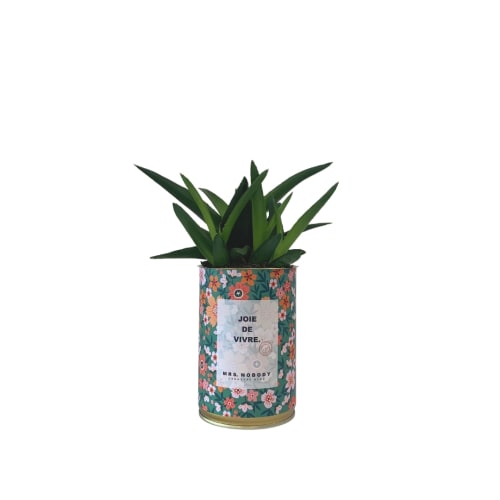 Jardin Plantes d'intérieur et fleurs d'intérieur | Cactus ou Succulente - LI66747