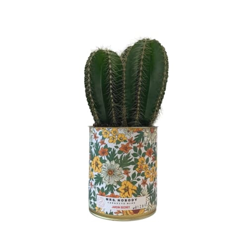 Jardin Plantes d'intérieur et fleurs d'intérieur | Cactus ou Succulente - UN75228