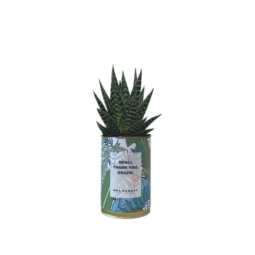 Jardin Plantes d'intérieur et fleurs d'intérieur | Cactus ou Succulente - EA82108