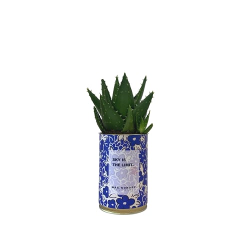 Jardin Plantes d'intérieur et fleurs d'intérieur | Cactus ou Succulente - KI30890