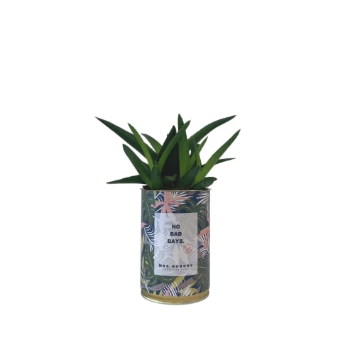 Jardin Plantes d'intérieur et fleurs d'intérieur | Cactus ou Succulente - TM95955