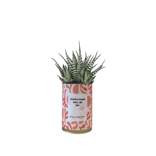 Jardin Plantes d'intérieur et fleurs d'intérieur | Cactus ou Succulente - RC77338