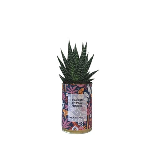 Jardin Plantes d'intérieur et fleurs d'intérieur | Cactus ou Succulente - NS23546