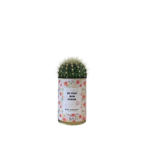Jardin Plantes d'intérieur et fleurs d'intérieur | Cactus ou Succulente - ZP28094