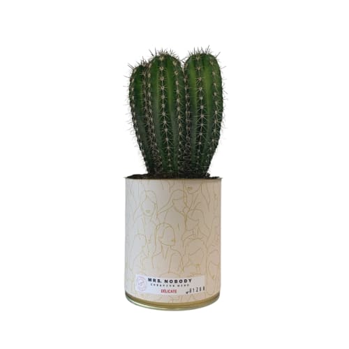 Jardin Plantes d'intérieur et fleurs d'intérieur | Cactus ou Succulente - WQ27973