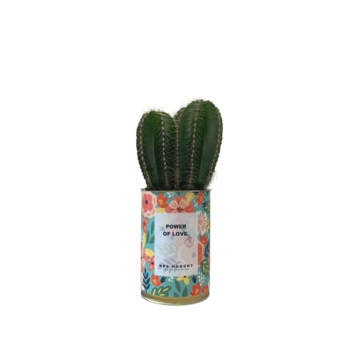 Jardin Plantes d'intérieur et fleurs d'intérieur | Cactus ou Succulente - VK77825