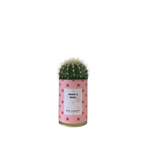 Jardin Plantes d'intérieur et fleurs d'intérieur | Cactus ou Succulente - TQ61369