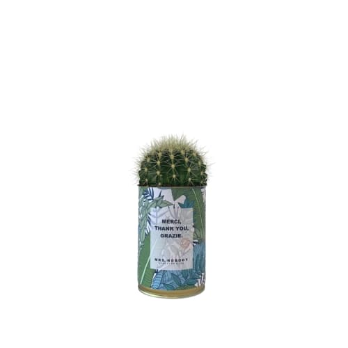 Jardin Plantes d'intérieur et fleurs d'intérieur | Cactus ou Succulente - BQ98121