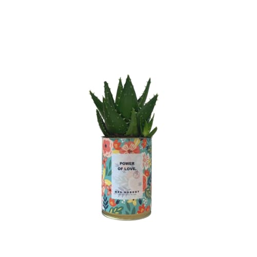 Jardin Plantes d'intérieur et fleurs d'intérieur | Cactus ou Succulente - CW89139
