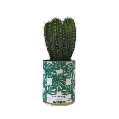 Jardin Plantes d'intérieur et fleurs d'intérieur | Cactus ou Succulente - ZH42589